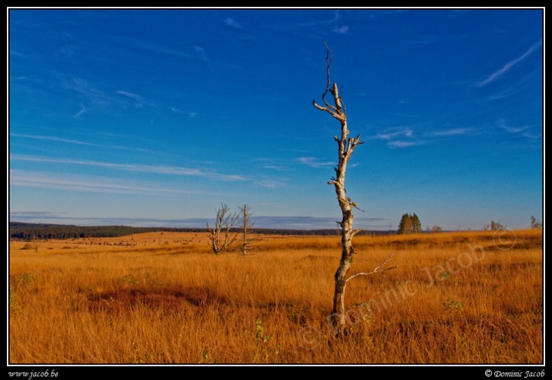 029j-Hautes Fagnes