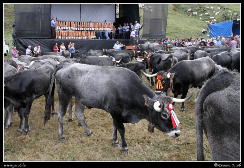 008-Puentenansa Fiestas de San Miguel