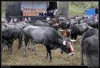 008-Puentenansa Fiestas de San Miguel