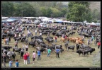 012-Puentenansa Fiestas de San Miguel