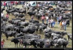 013-Puentenansa Fiestas de San Miguel