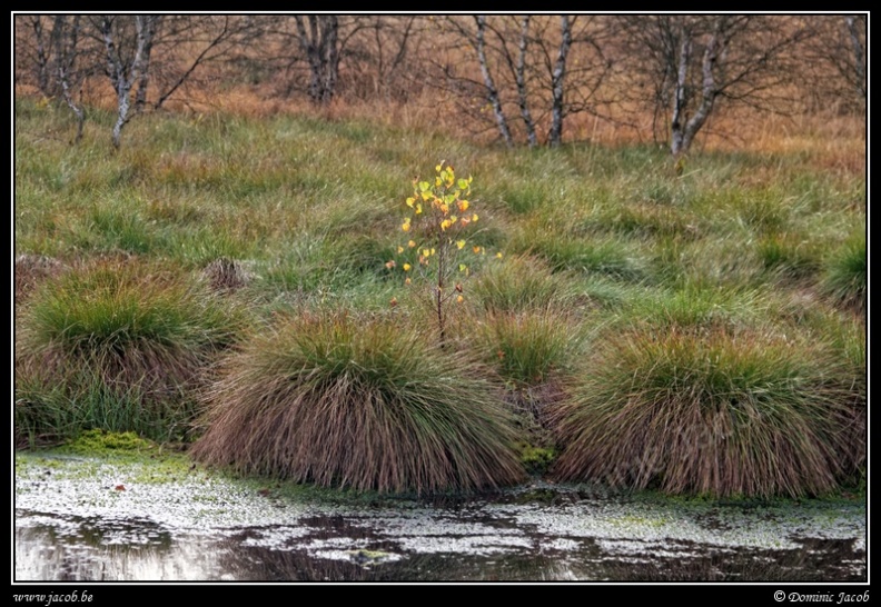 048j-Hautes Fagnes