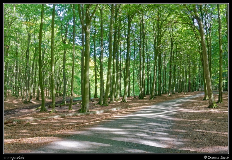 0972-Forêt.jpg