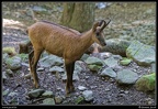 019-Chamois