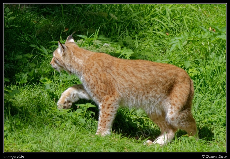 022-Lynx.jpg