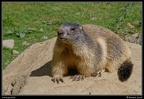 027-Marmotte