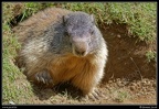 028-Marmotte