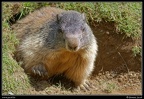 028-Marmotte