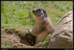 030-Marmotte