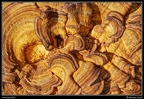 002-Champignons