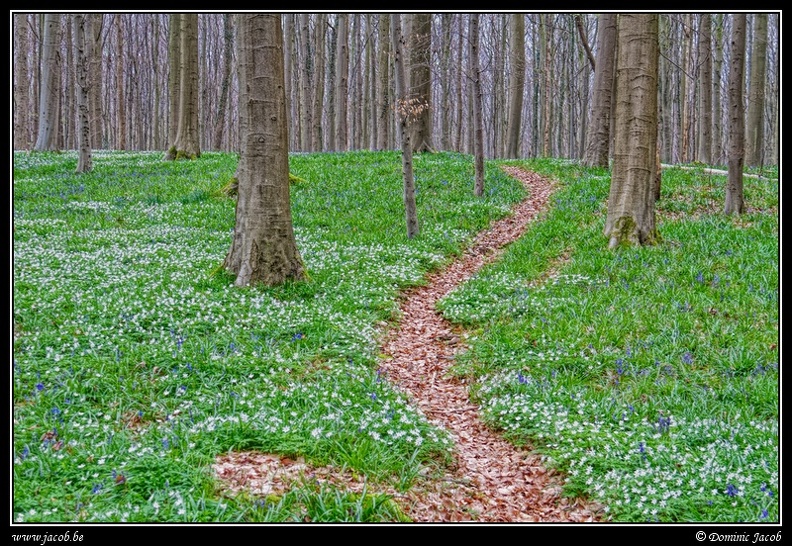 048-Hallerbos.jpg