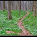 048-Hallerbos