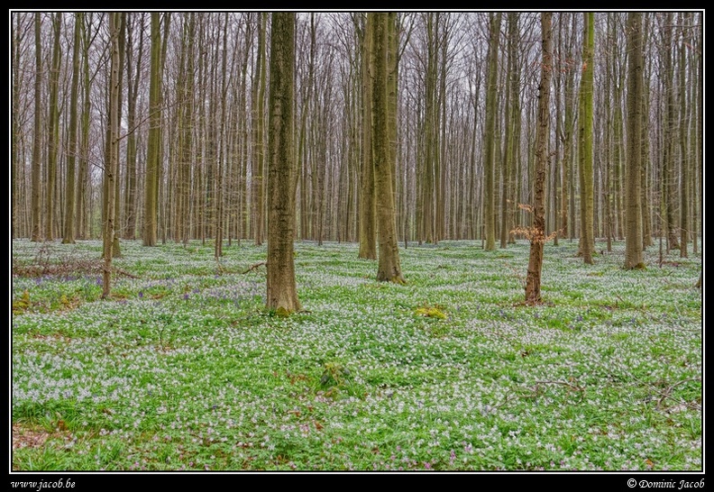 049-Hallerbos.jpg