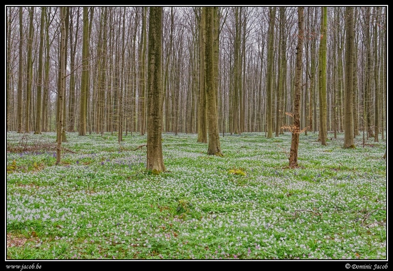 049-Hallerbos