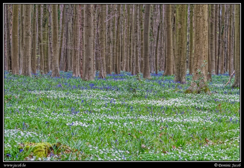 055-Hallerbos