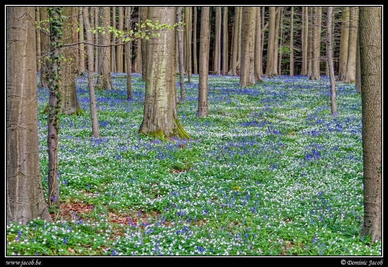 061-Hallerbos.jpg