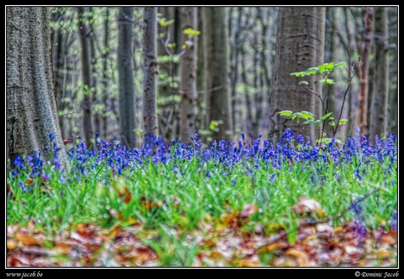 065-Hallerbos.jpg