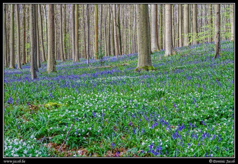 067-Hallerbos.jpg