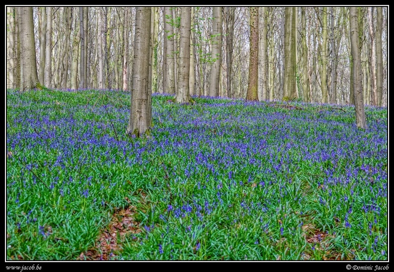 068-Hallerbos.jpg