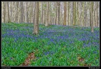 068-Hallerbos