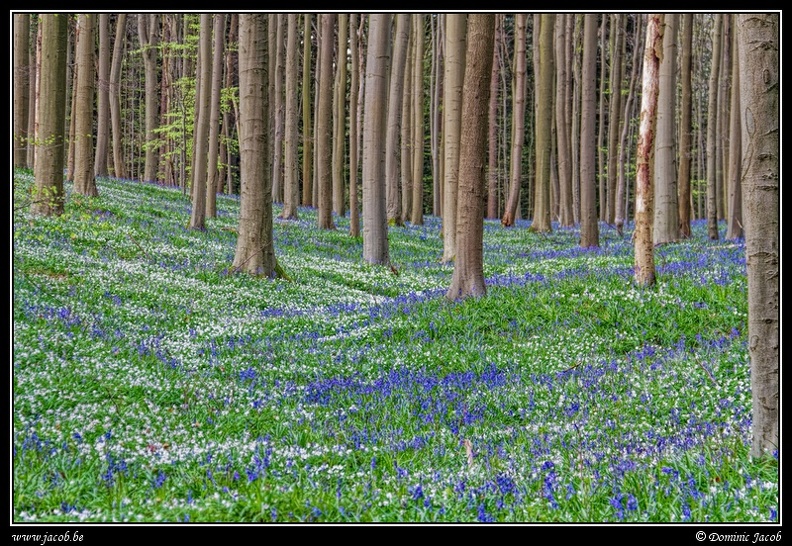 070-Hallerbos