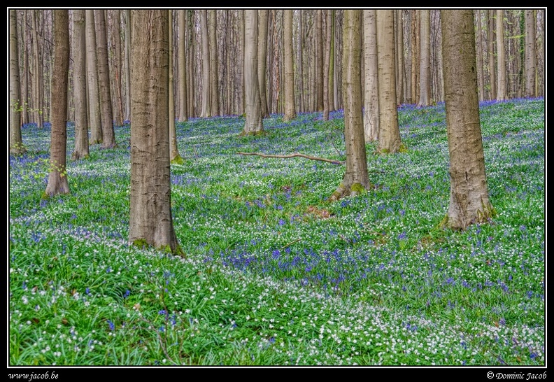 071-Hallerbos.jpg