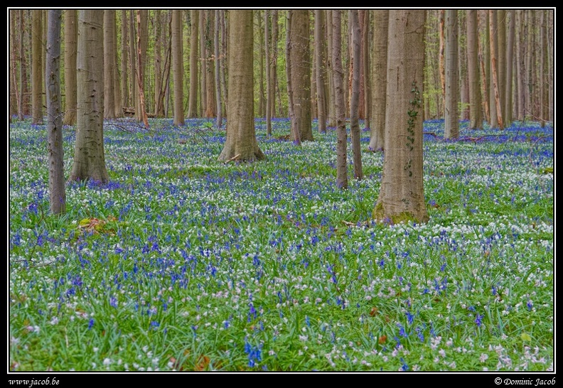 073-Hallerbos.jpg