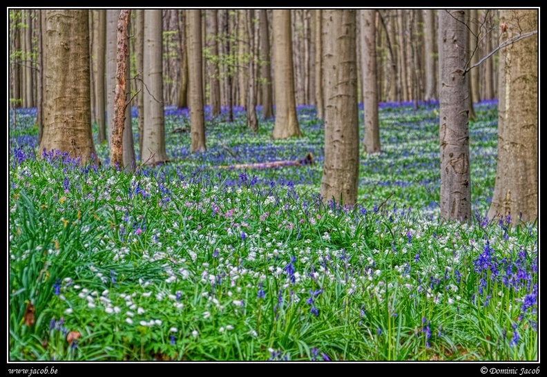 072-Hallerbos