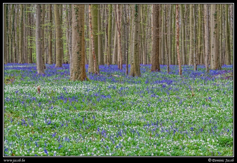 075-Hallerbos.jpg