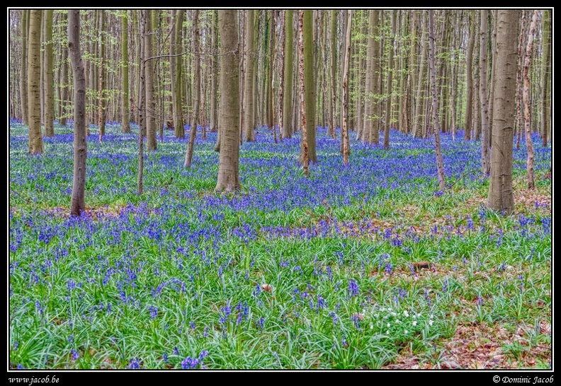 076-Hallerbos.jpg