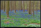 077-Hallerbos