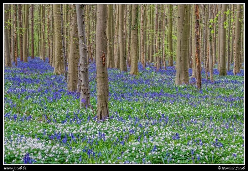 079-Hallerbos.jpg