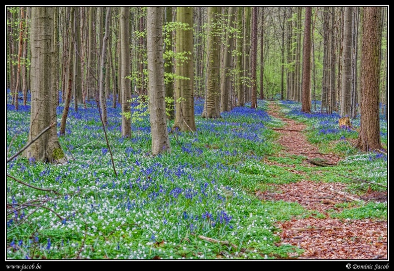 080-Hallerbos.jpg