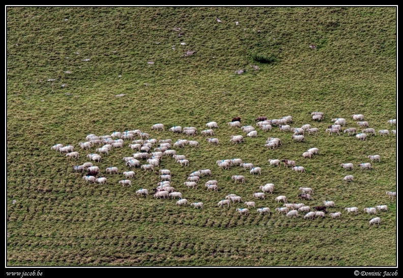 1052-Moutons.jpg