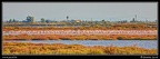 054p-Flamants rose