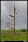083j-Hautes Fagnes