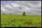085j-Hautes Fagnes