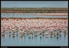 001-Flamants rose