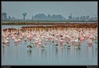 002-Flamants rose