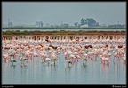 003-Flamants rose