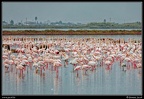 Flamants rose