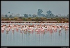 005-Flamants rose