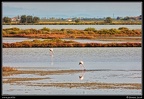 009-Flamants rose