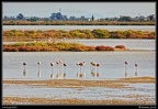 010-Flamants rose