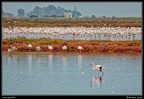 011-Flamants rose