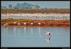 011-Flamants rose