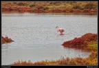 013-Flamants rose