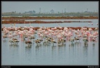 014-Flamants rose