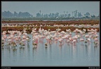 016-Flamants rose