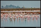 017-Flamants rose